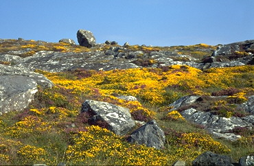 Blütenmeer auf kargem Fels